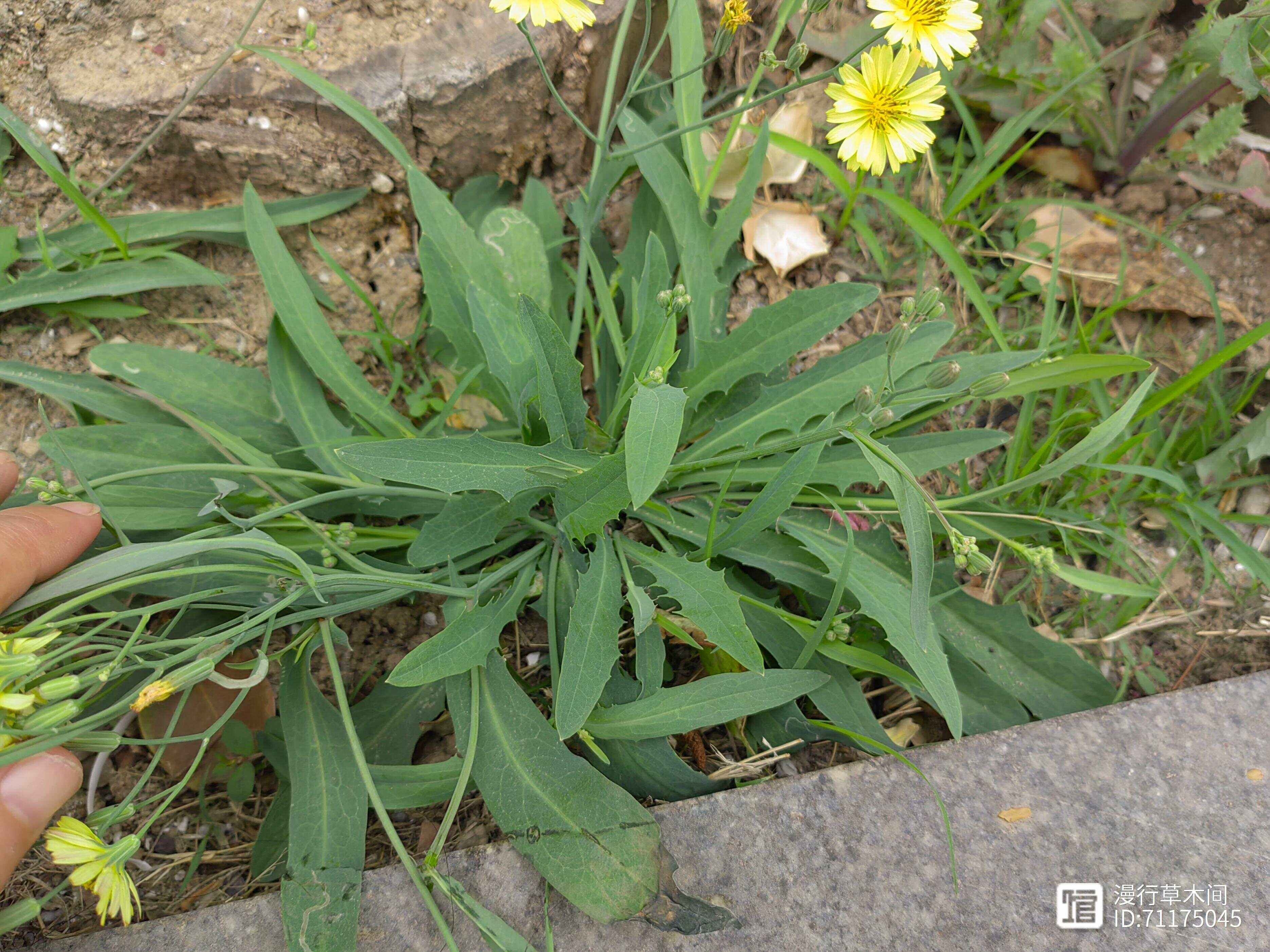 小苦荬菜