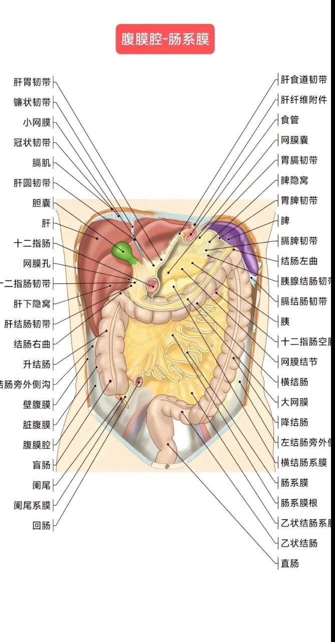 女性腹腔结构图片大全