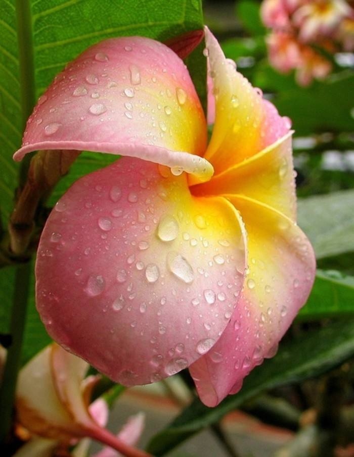 缅栀花