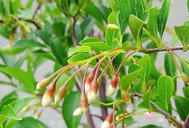 苏合香植物图片