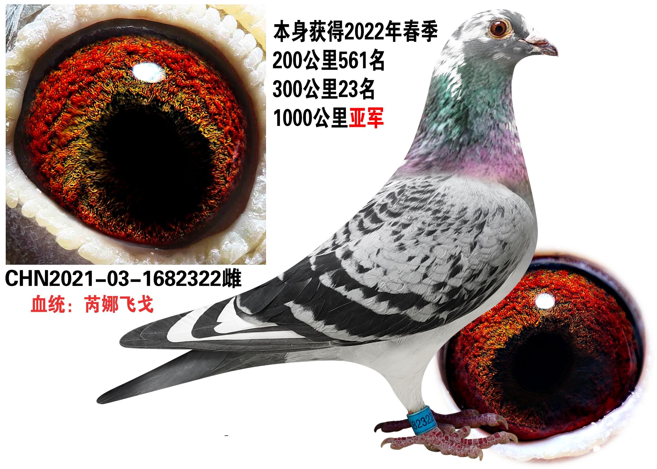 信鸽在线拍卖平台 - 中国信鸽信息网 二千二百万的鸽子图片