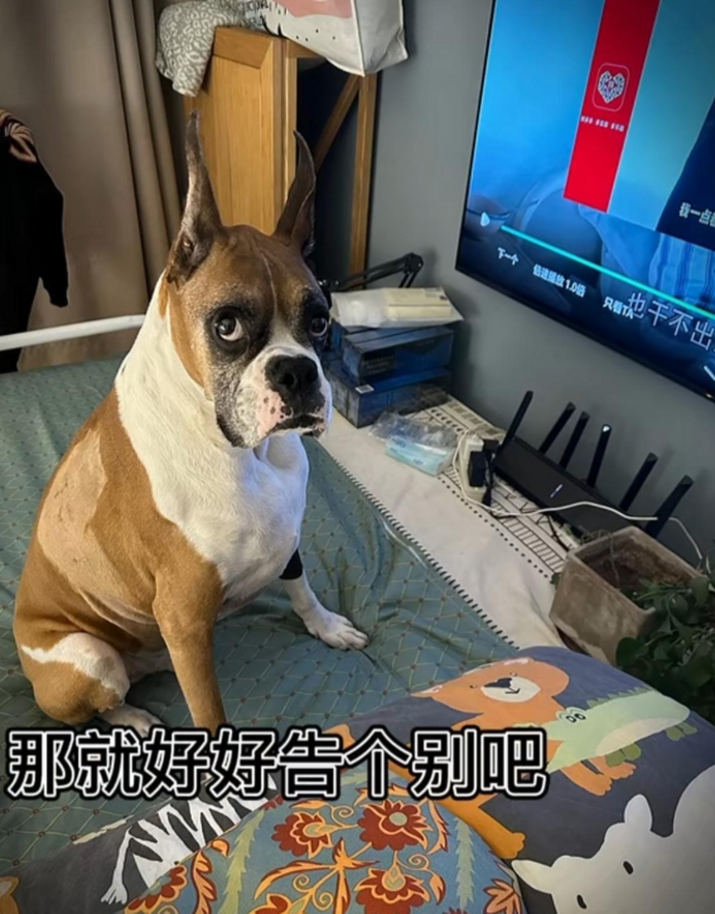 拳师犬阿卢