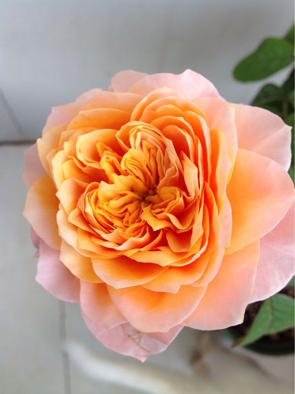 p data-id=