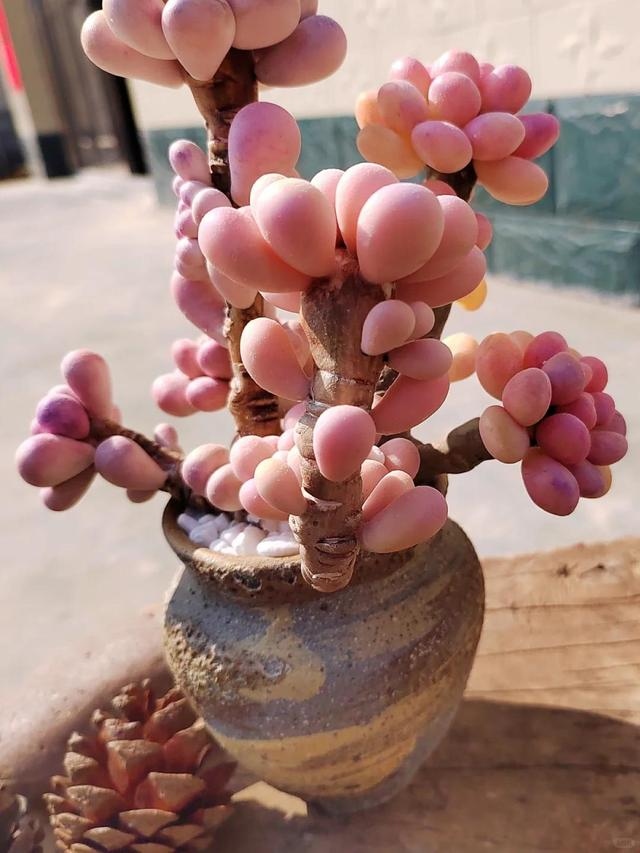 天津小姐姐养的桃蛋,太美了,养护方法 桃蛋