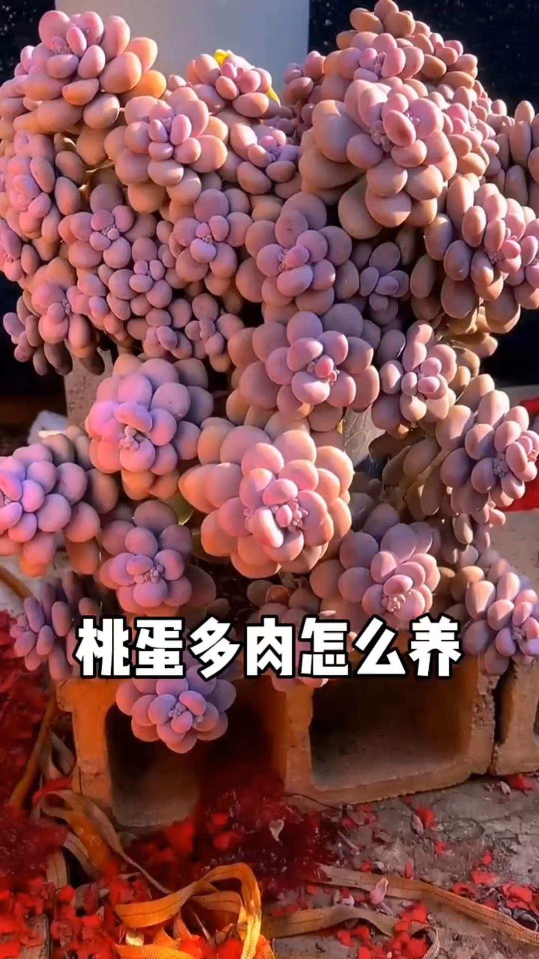 众草拾趣——多肉(桃蛋) 桃蛋