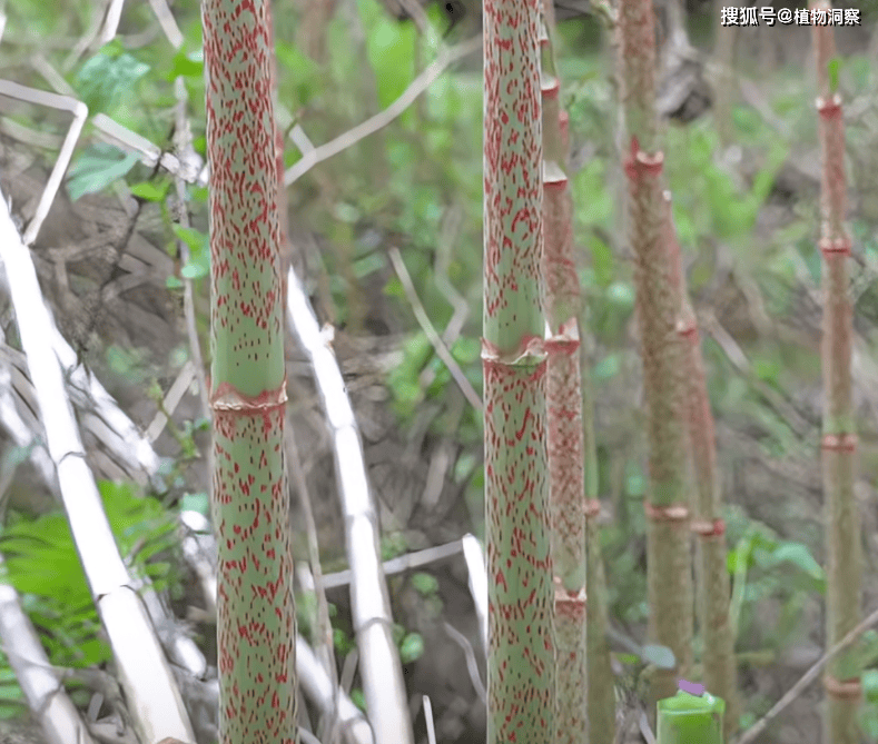 这植物杆酸溜溜的,俗称 酸竹杆