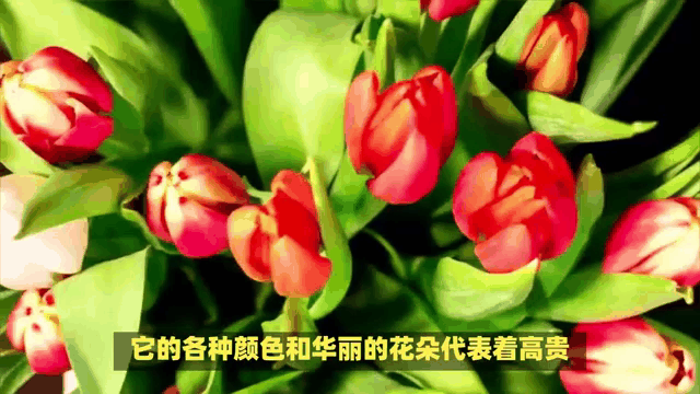 清晰美丽动态花朵图片