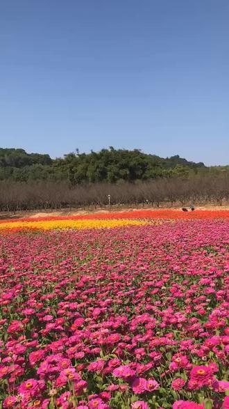 萝岗植树公园