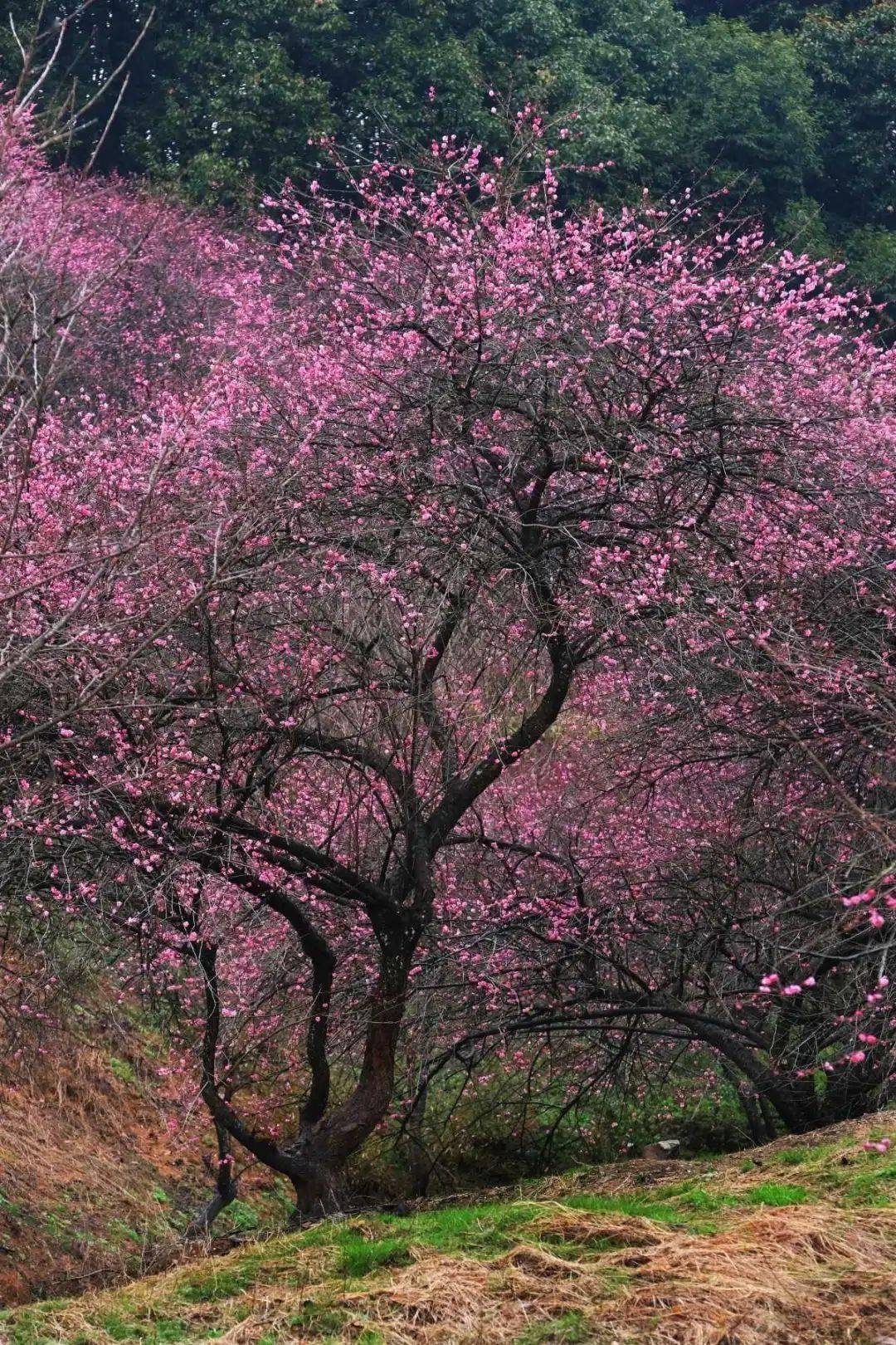 梅花树