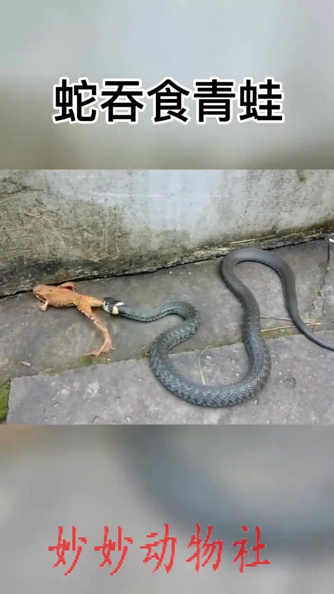 蛇吃人青蛙
