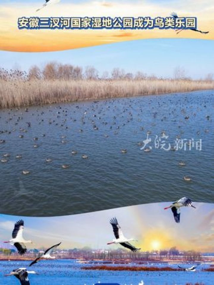 安徽三汊河国家湿地公园成为鸟类乐园 安徽三汊河国家湿地公园总面积 三汊河国家湿地公园