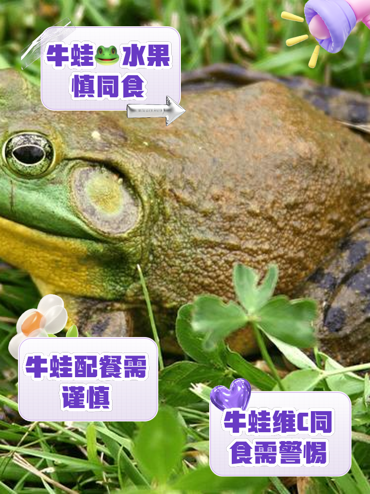 牛蛙和癞蛤蟆