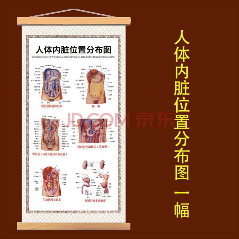 人的上身器官位置图解