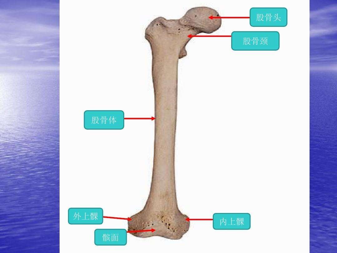 股骨外侧髁位置图