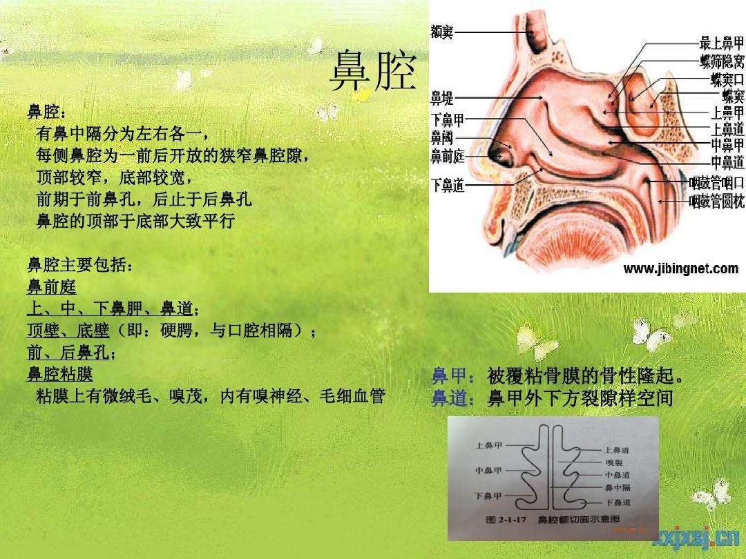 图3—8 骨性鼻腔外侧壁(1)-眼耳鼻喉-医学
