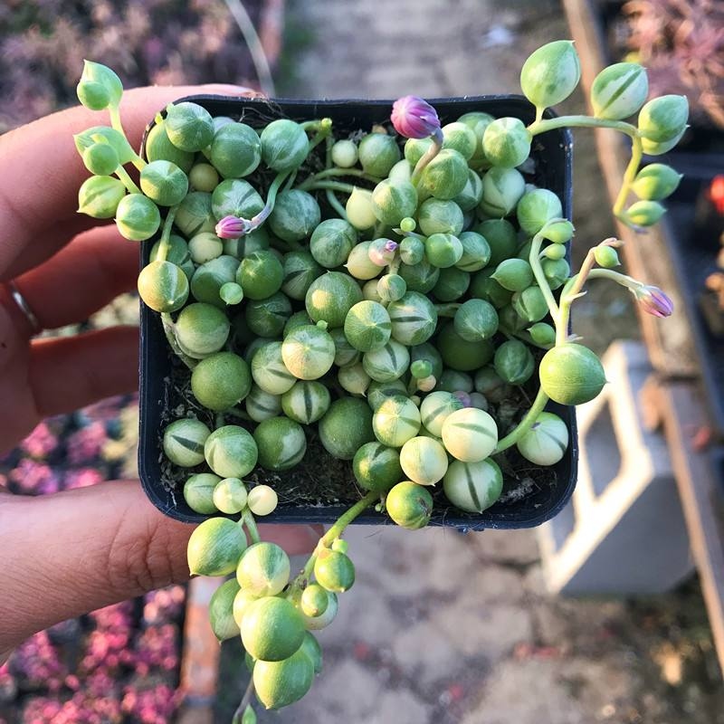 佛珠植物开花