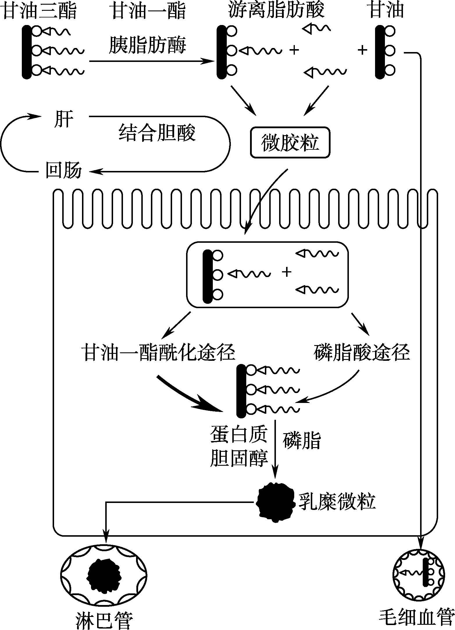 脂肪的消化