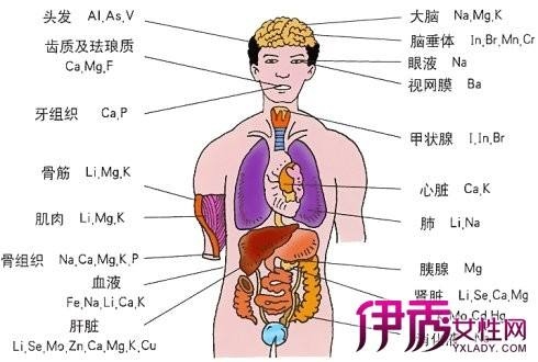 人体结构图全身