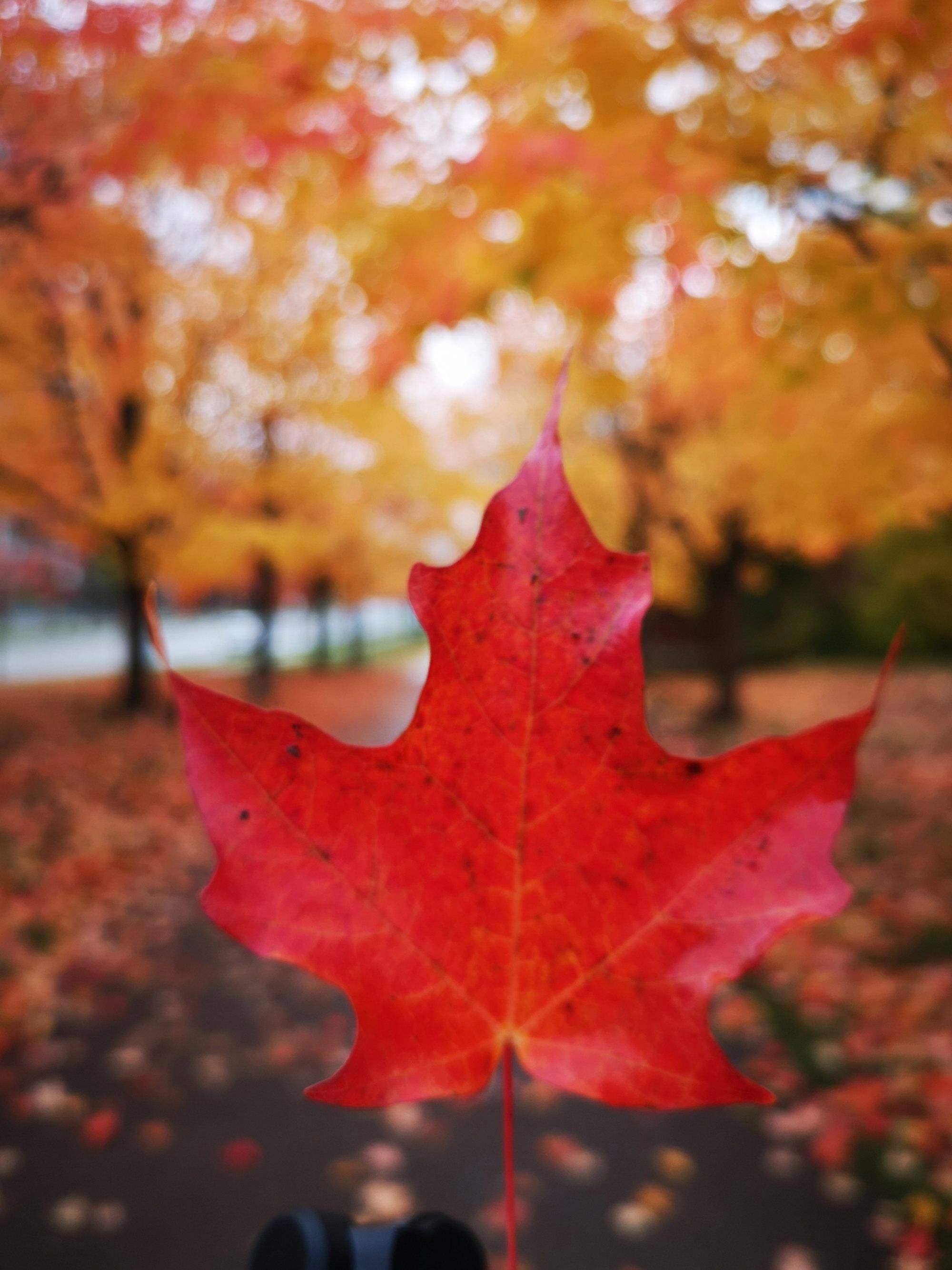 【游遍加拿大】魁北克追枫14天 从初秋走到秋末 只为寻找最美的枫叶-魁北克城旅游攻略-游记-去哪儿攻略