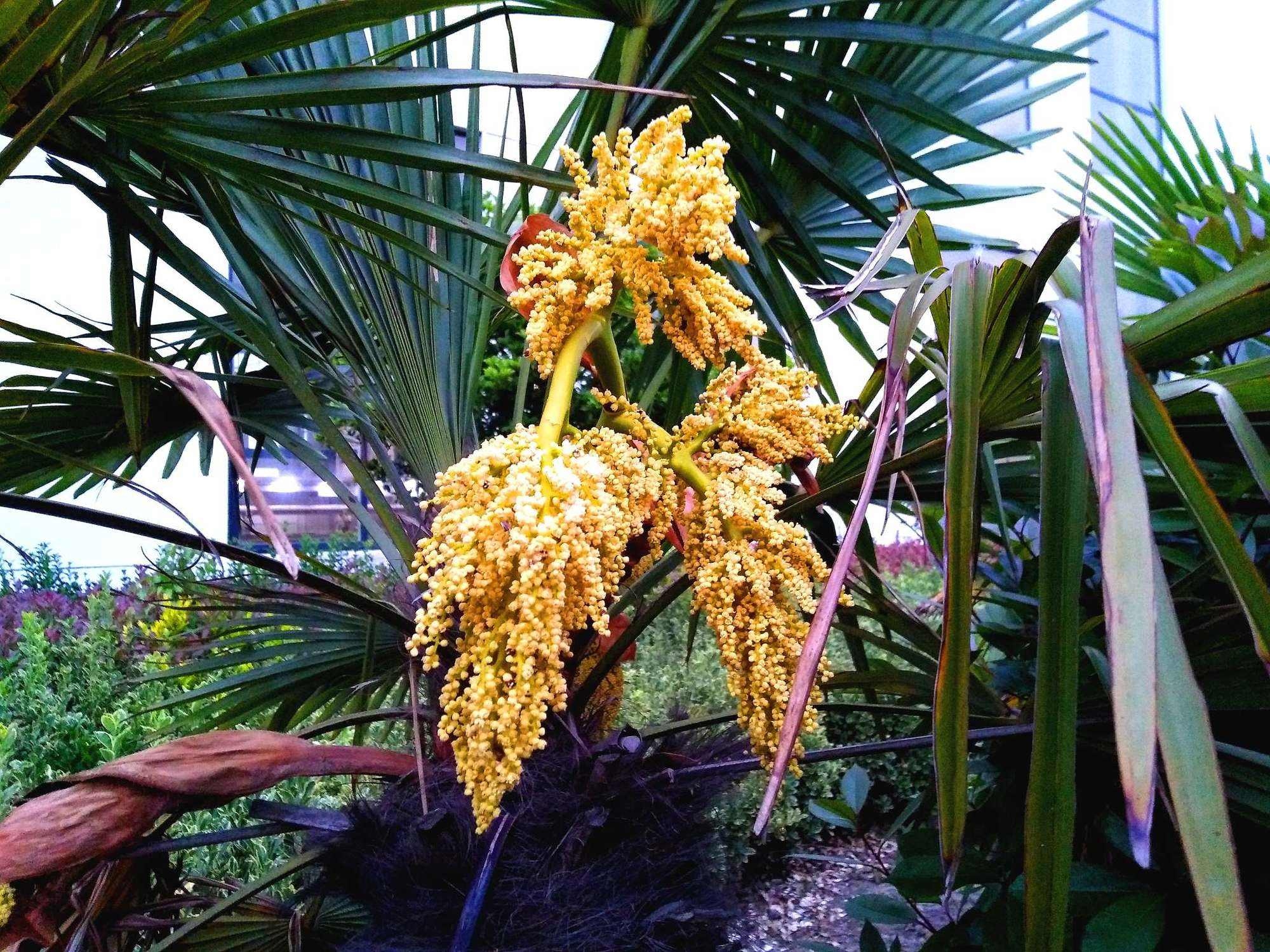 棕榈花图片素材-编号05175170-图行天下