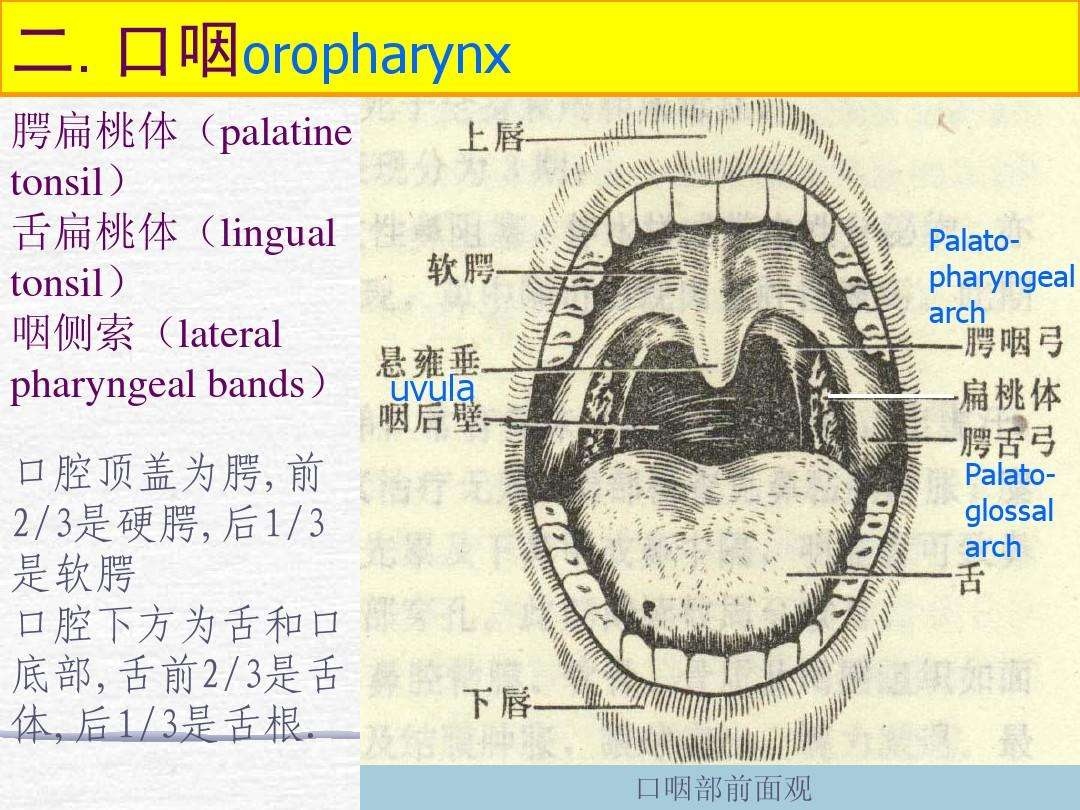 正常的咽喉部照片-图库-五毛网