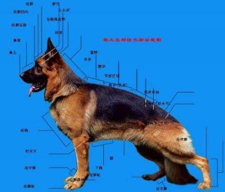 德国牧羊犬标准体型图