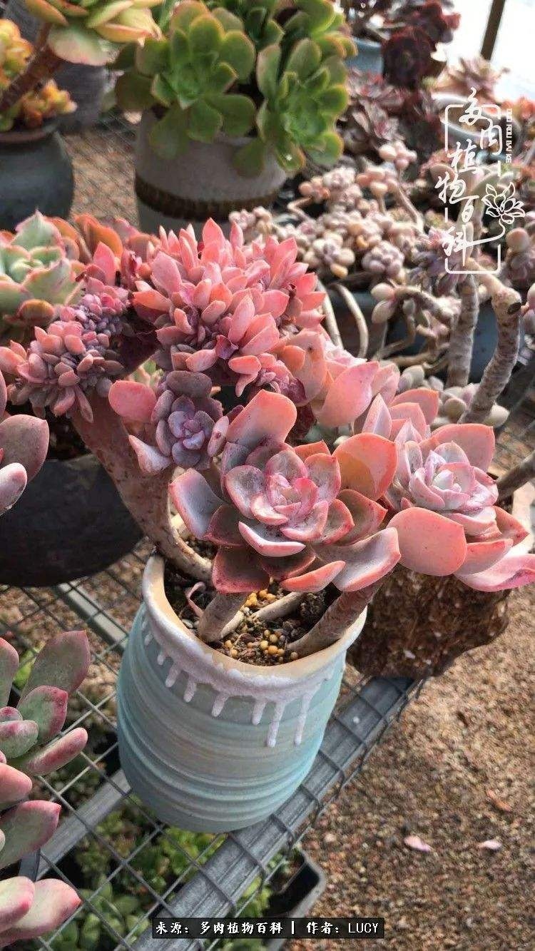 丘比特多肉状态图