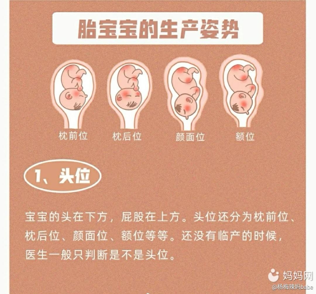 明明白白做超声(十三)：胎方位的超声检查 - 知乎