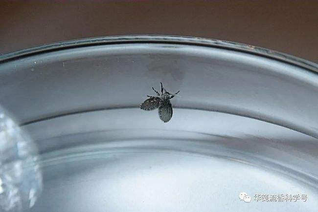 蛾蚋的虫卵图片