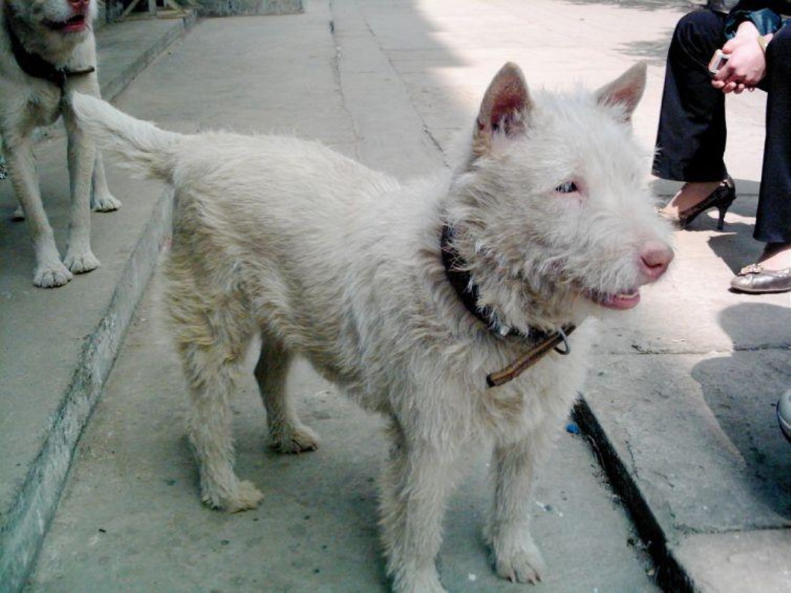 我国最知名的猎犬之一，被当地人称为“野猪克星”（下司犬）_探秘志