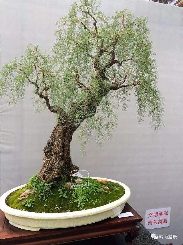 观音柳 圣柳盆景图片大全