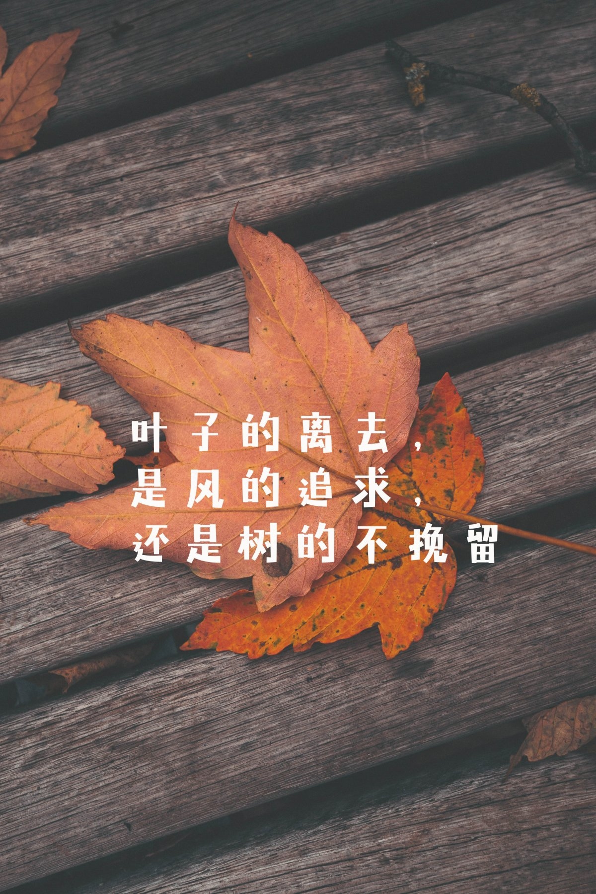 图片中的文字