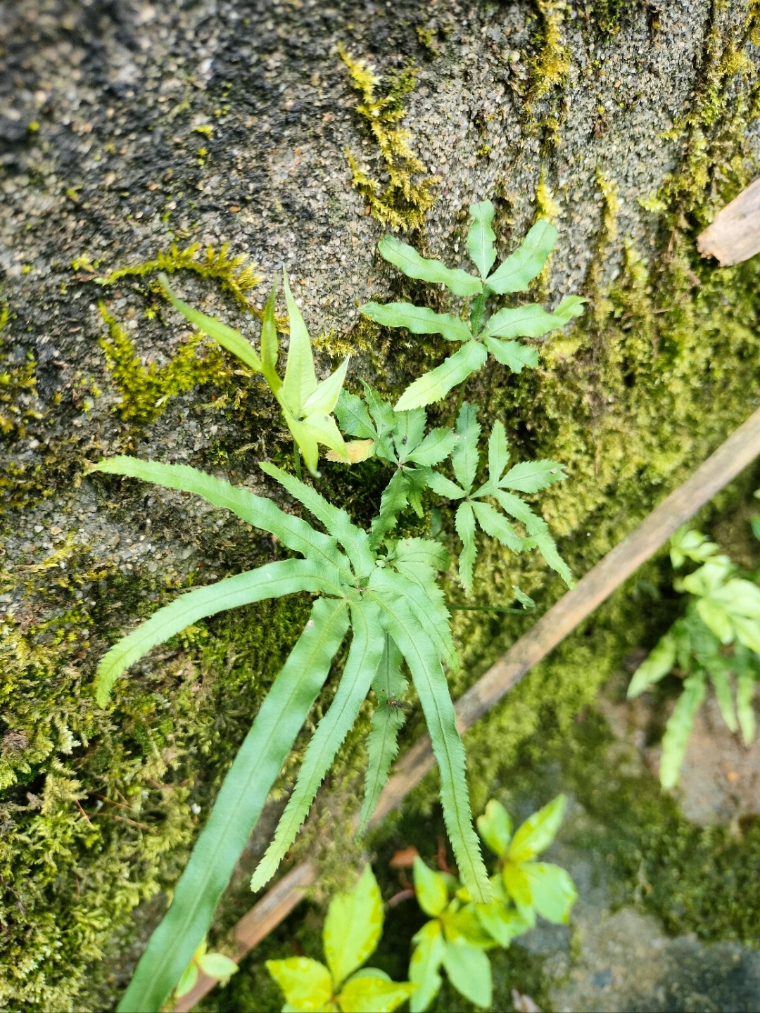 燕子尾草药图片大全